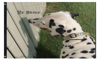 no buses band  flag (tejas)