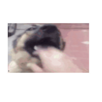 Silly Dog Nation flag (Gablor)