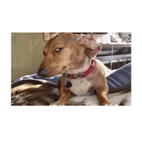 Side Eye Dog flag (John Titterton)